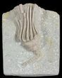 D, Macrocrinus Crinoid Fossil - Crawfordsville, Indiana #48400-1